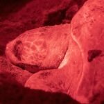 A close-up of a sea turtle nesting under red light in Chocó, Colombia.