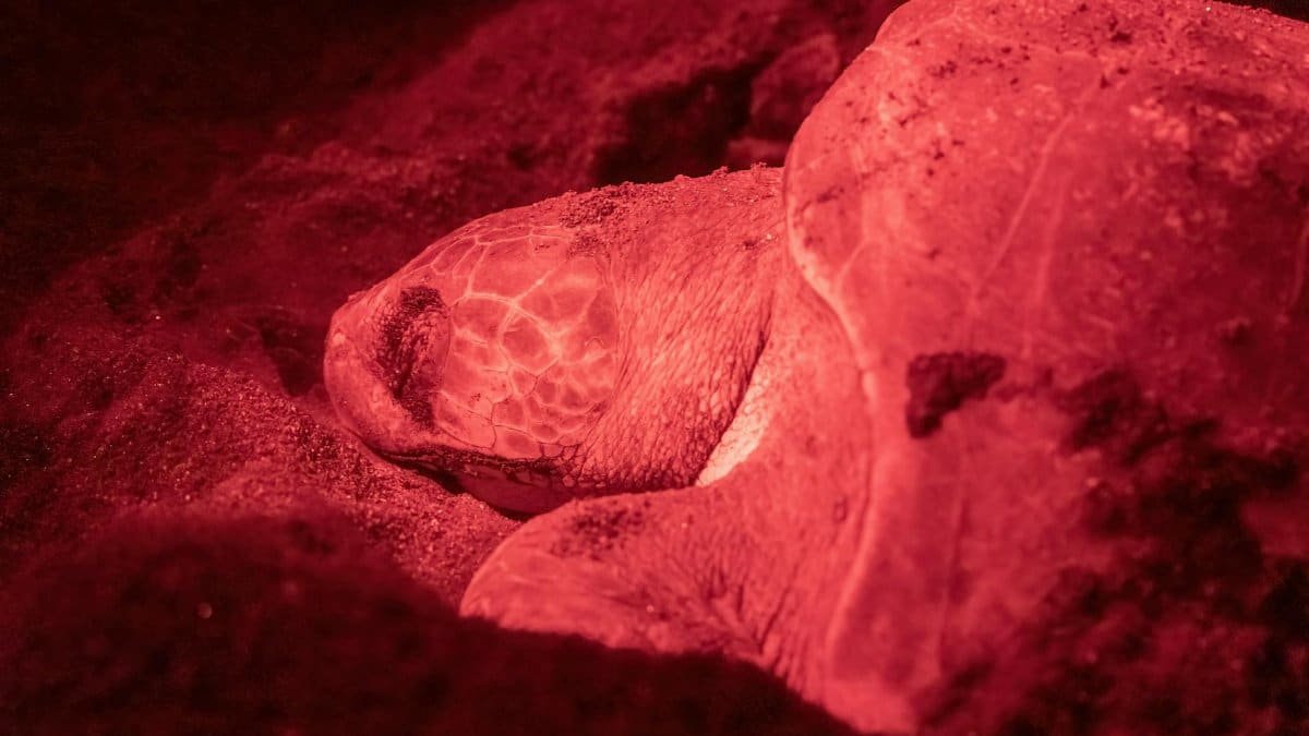 A close-up of a sea turtle nesting under red light in Chocó, Colombia.