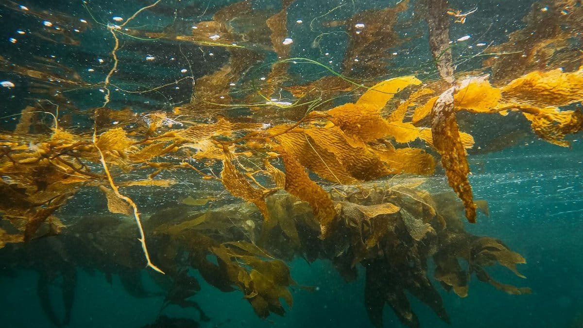 Vibrant underwater view of seaweed floating in clear ocean waters, showcasing marine life beauty.