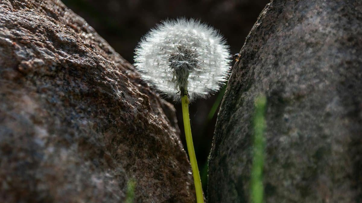 Close-up of a dandelion seed head nestled between rocks, symbolizing resilience.