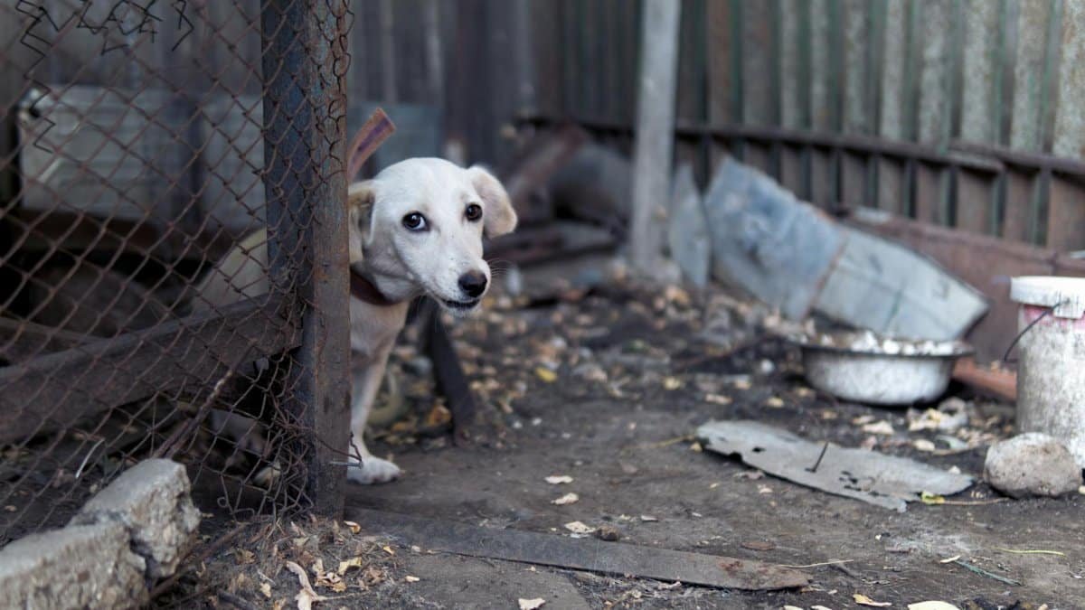 A sad puppy peeks from behind a fence in a rundown area, seeking attention and care.