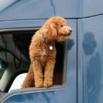 Adorable curly haired dog peeking from a truck window, enjoying the view.