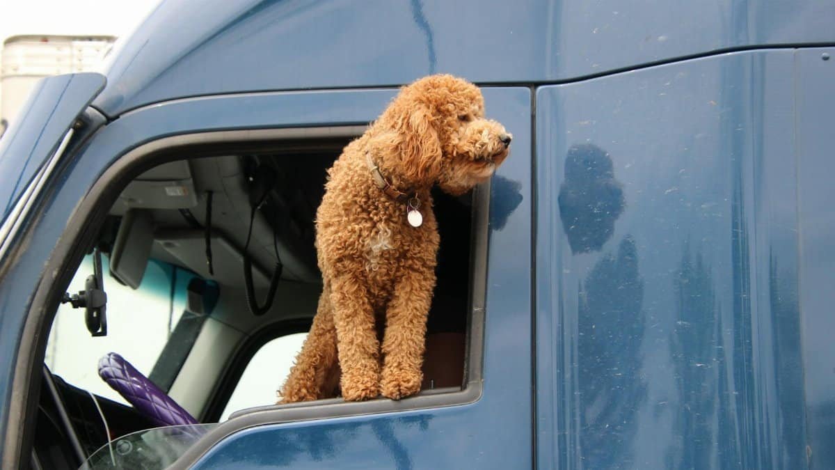 Adorable curly haired dog peeking from a truck window, enjoying the view.