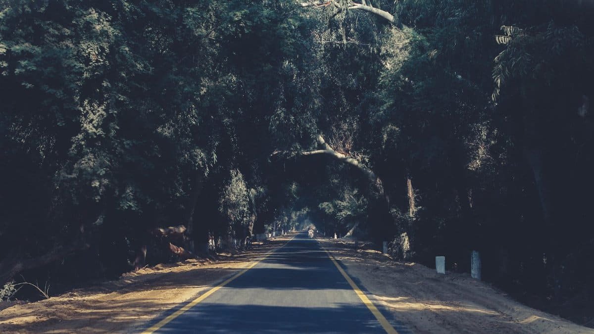 Scenic road enveloped by dense forested canopy, inviting travel and exploration.