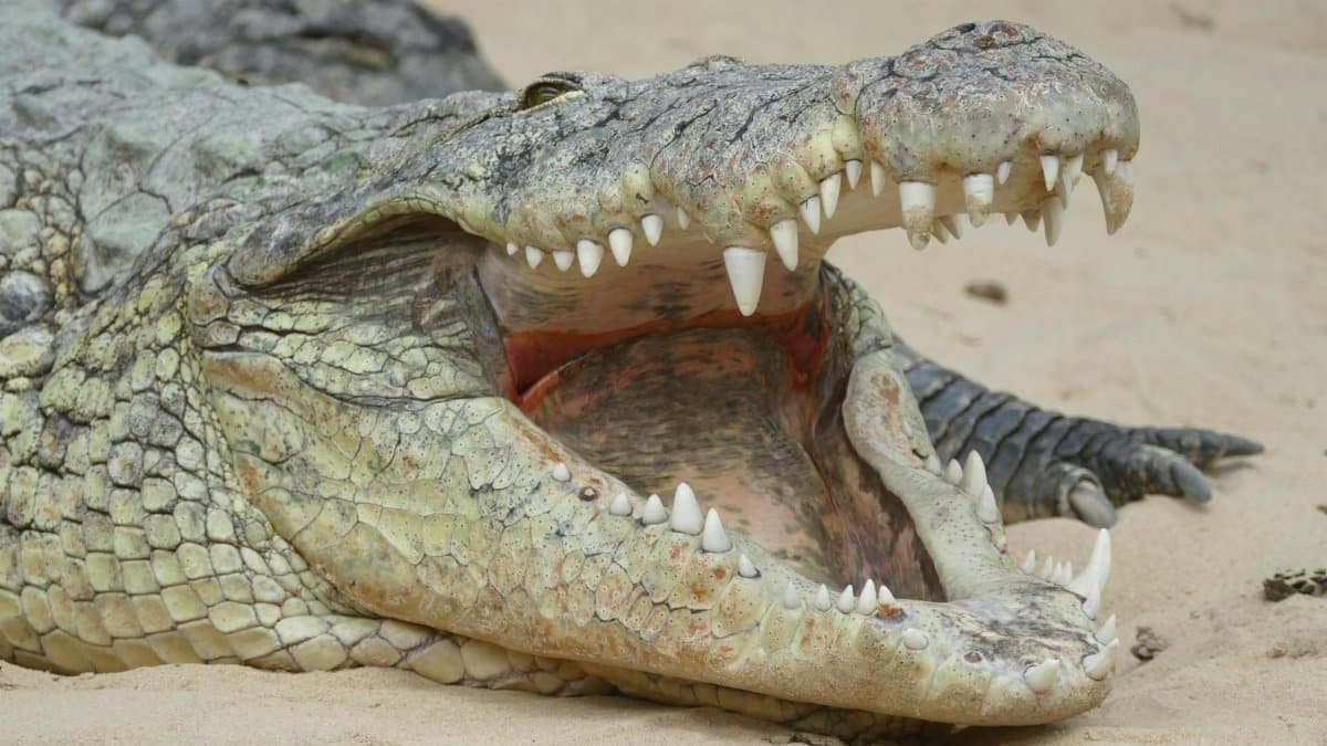 Close-up of a crocodile on sand with its mouth wide open, showcasing its sharp teeth.