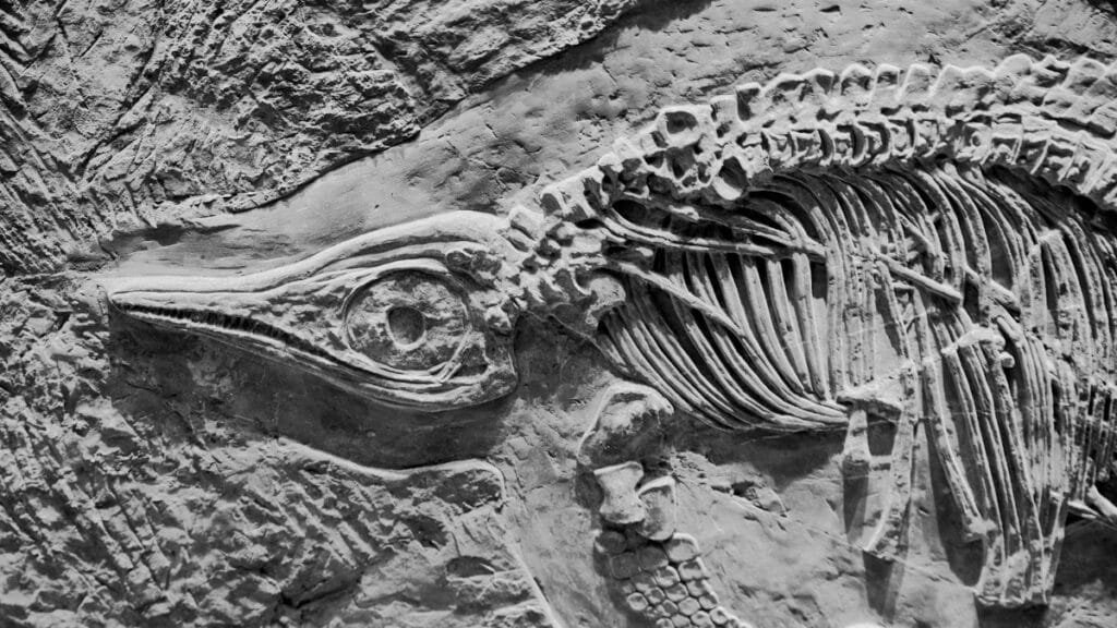 Close-up view of dinosaur fossil showcasing intricate skeletal details and textures.