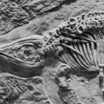 Close-up view of dinosaur fossil showcasing intricate skeletal details and textures.