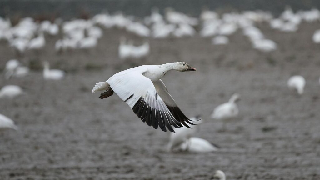 A snow goose captured mid-flight among a flock during migration.