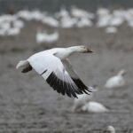 A snow goose captured mid-flight among a flock during migration.