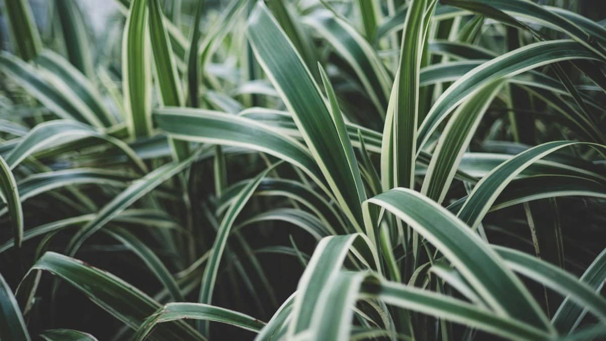 Detailed view of lush, striped spider plant leaves outdoors in soft light.