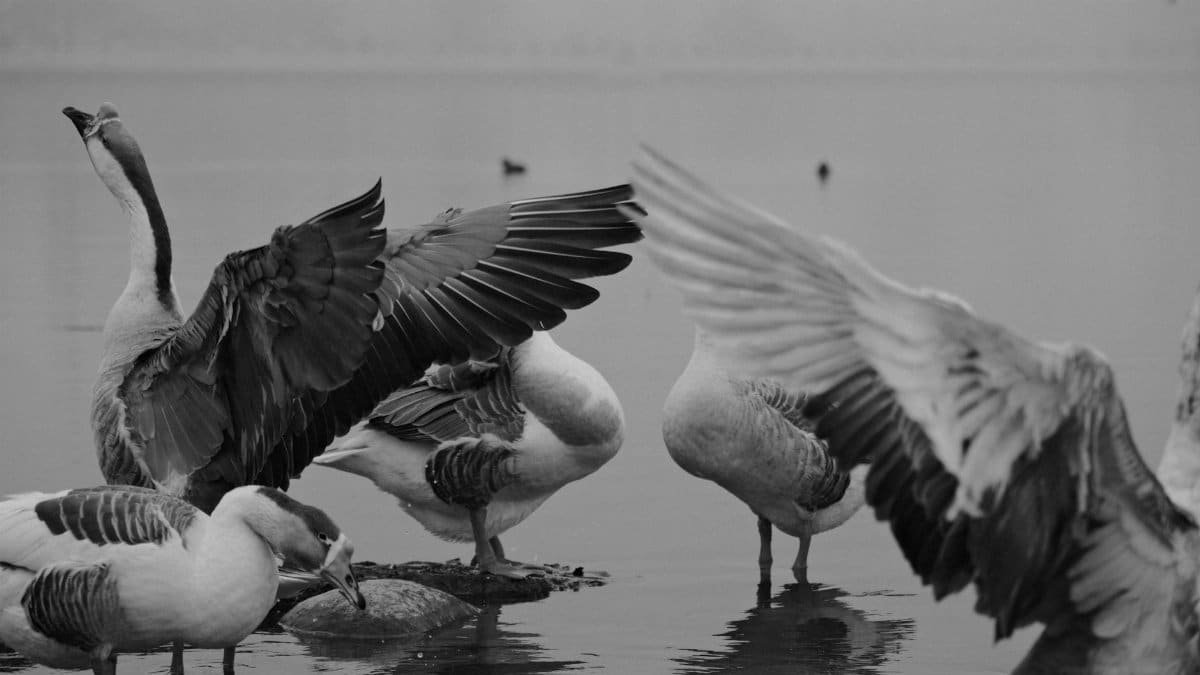 Black and white image of geese gracefully spreading wings by a lake.