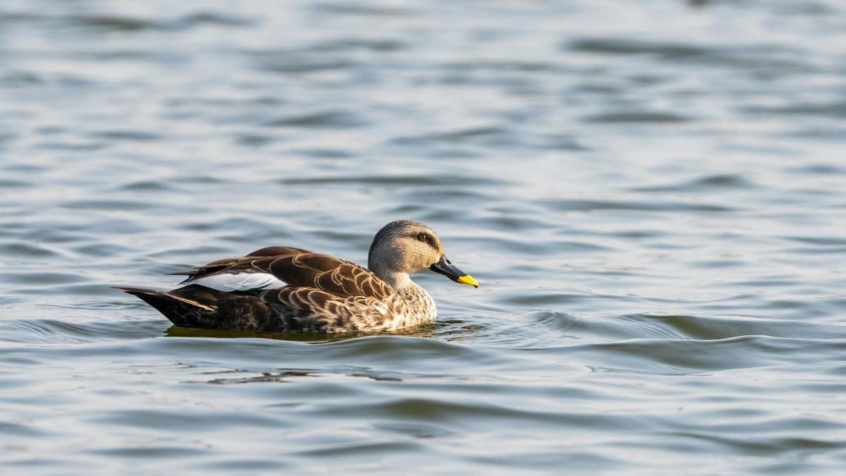 A serene Indian Spot-billed Duck glides effortlessly on the calm waters of Gujarat, India.