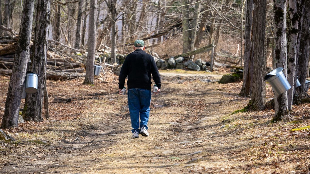 A man walks down a path during maple syrup season in a forest with sugar taps.