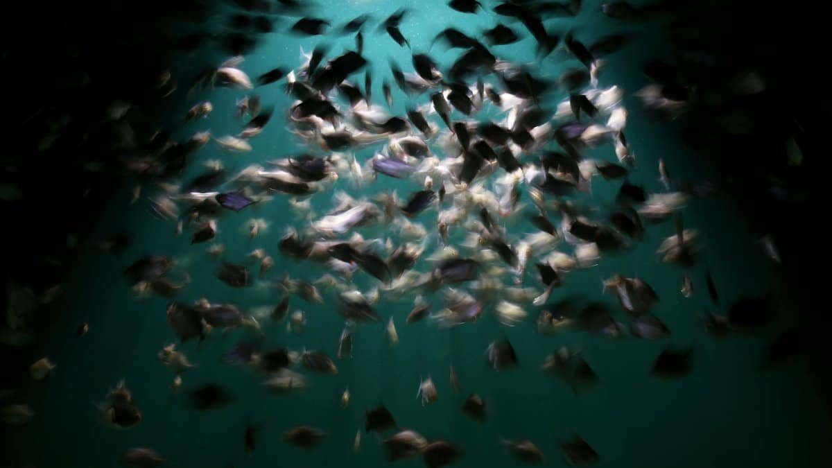 Dynamic capture of a school of fish swimming in harmony under spotlight in dark water.