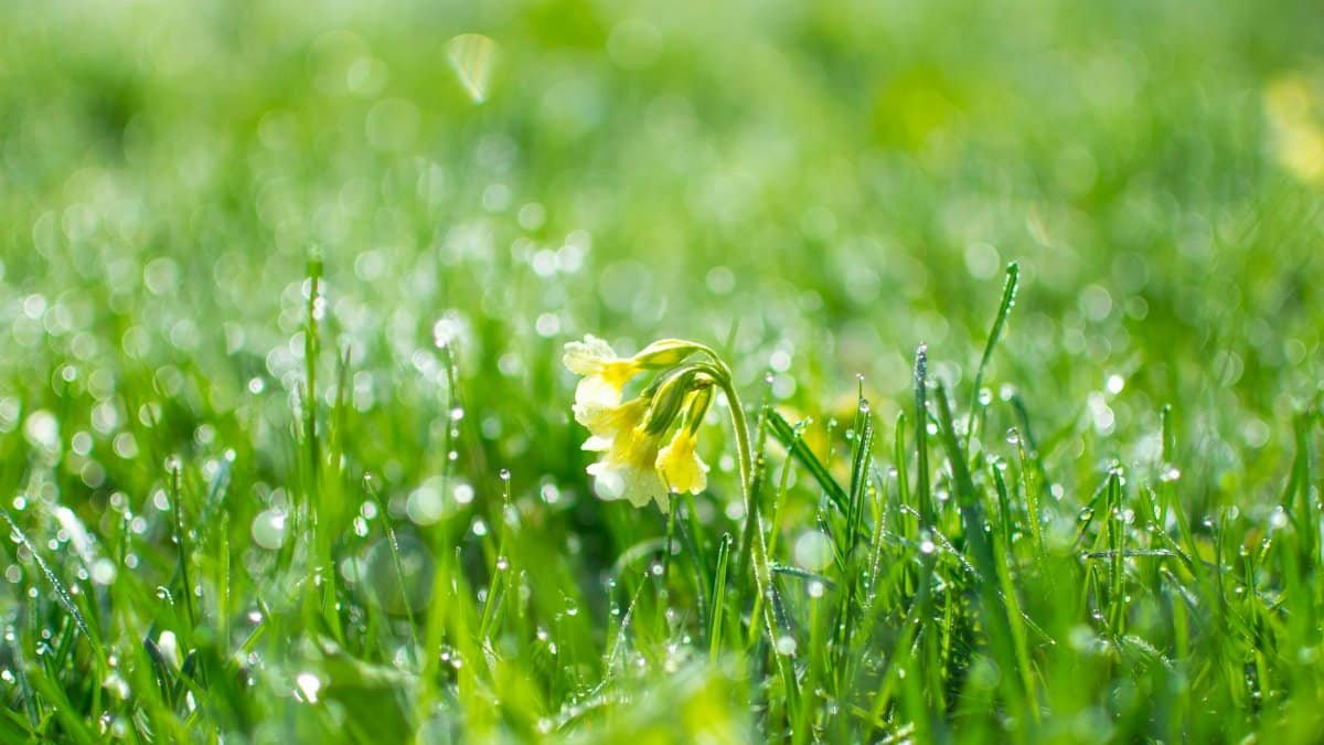 Beautiful primrose flower surrounded by fresh dew-covered grass in a spring scene.