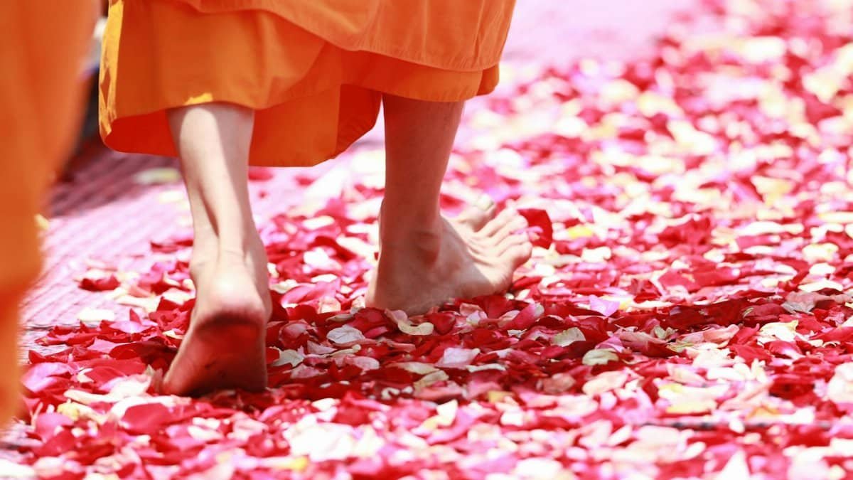 A monk walks barefoot on vibrant rose petals during a ceremonial ritual.