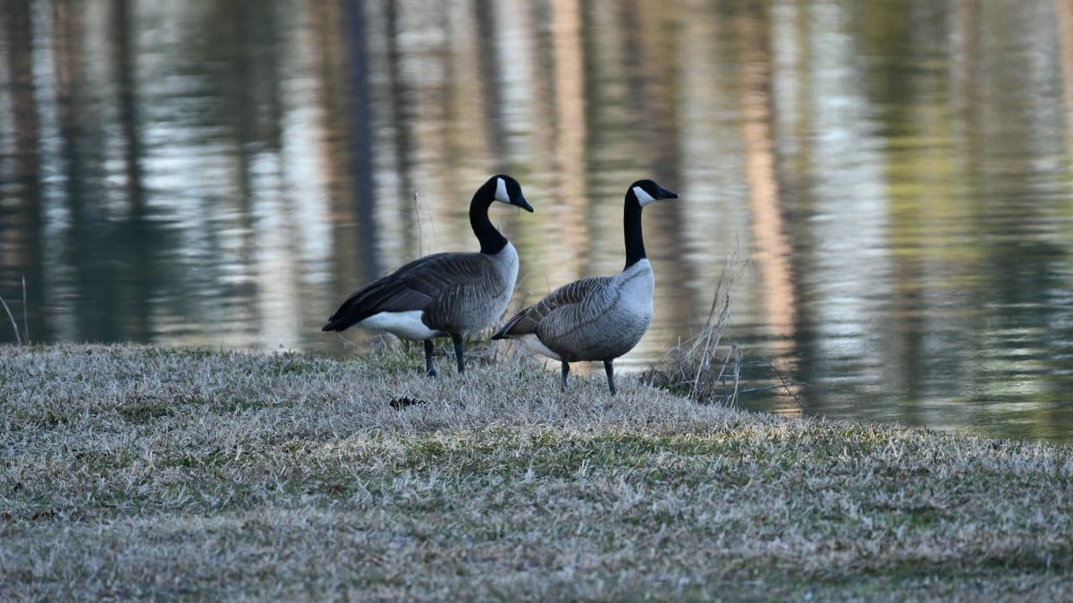 Two Canada geese standing by a peaceful lake with blurred reflections in Diamondhead, Mississippi.
