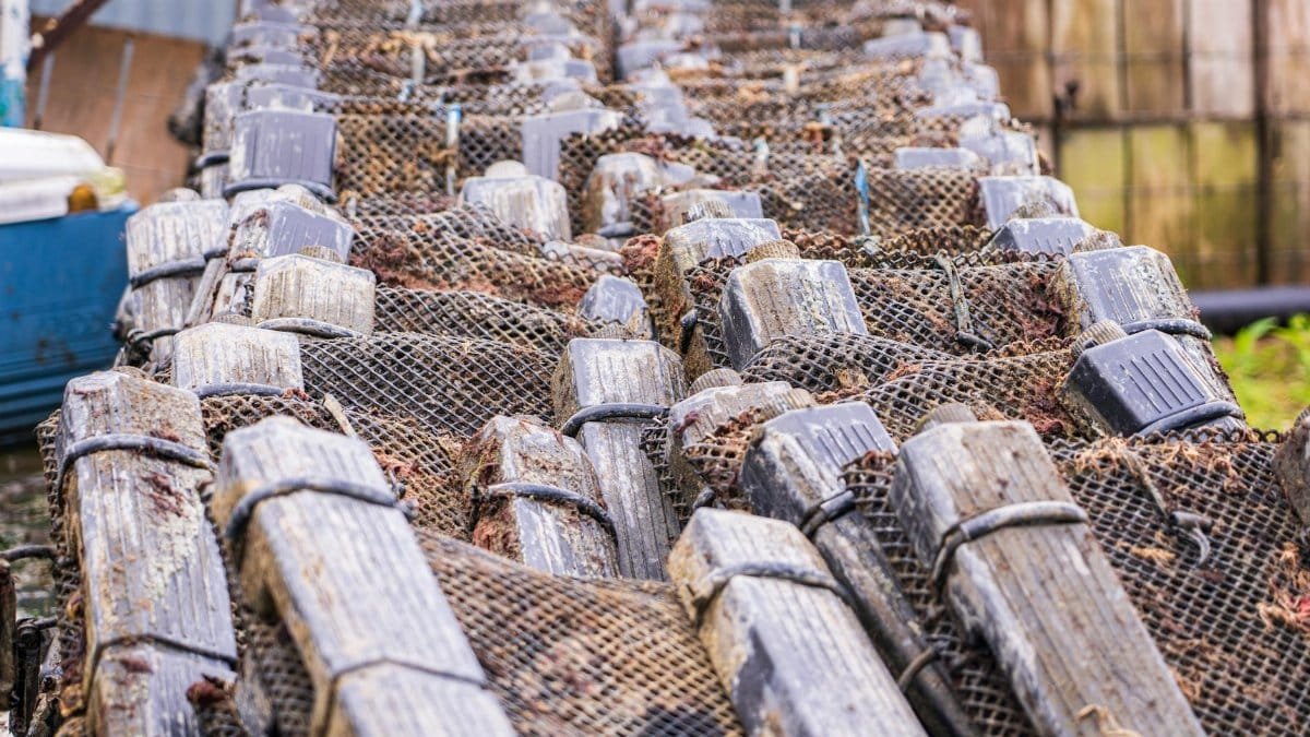 Industrial fish traps stacked in neat rows outdoors, showcasing efficient fishing equipment.