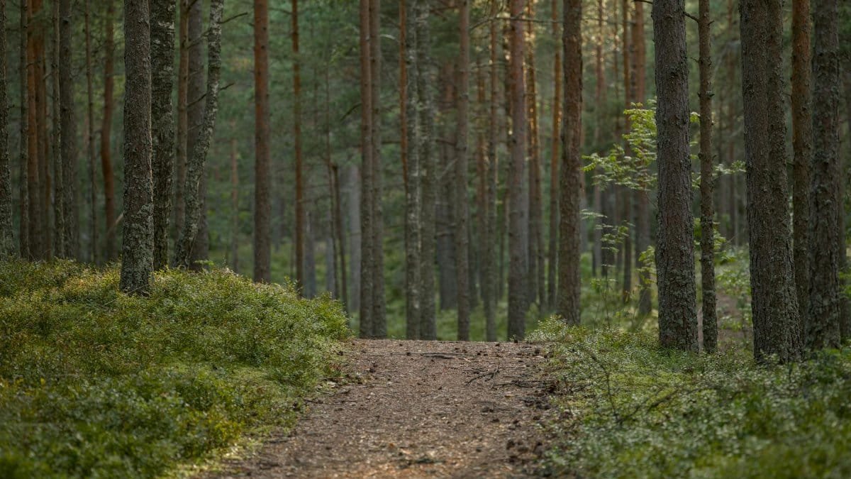Tranquil sunlit path in a lush green pine forest, perfect for hikes.