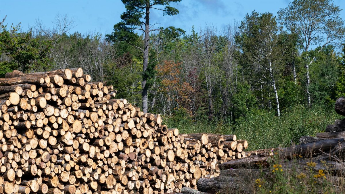 Pile of freshly cut logs arranged outdoors in a forest setting, under clear blue skies.