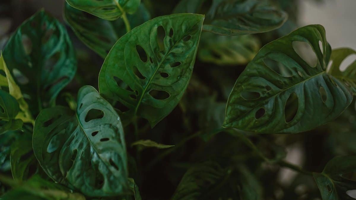 Close-up view of Swiss Cheese Plant leaves with natural texture and holes.