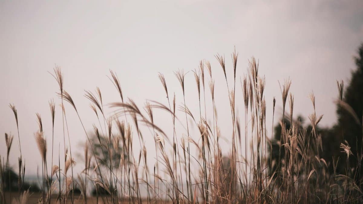 Serene landscape of a countryside field with tall grass swaying under a cloudy sky.