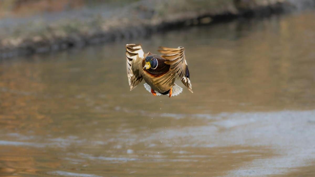 A stunning capture of a mallard duck in flight above a serene pond, showcasing winter wildlife.