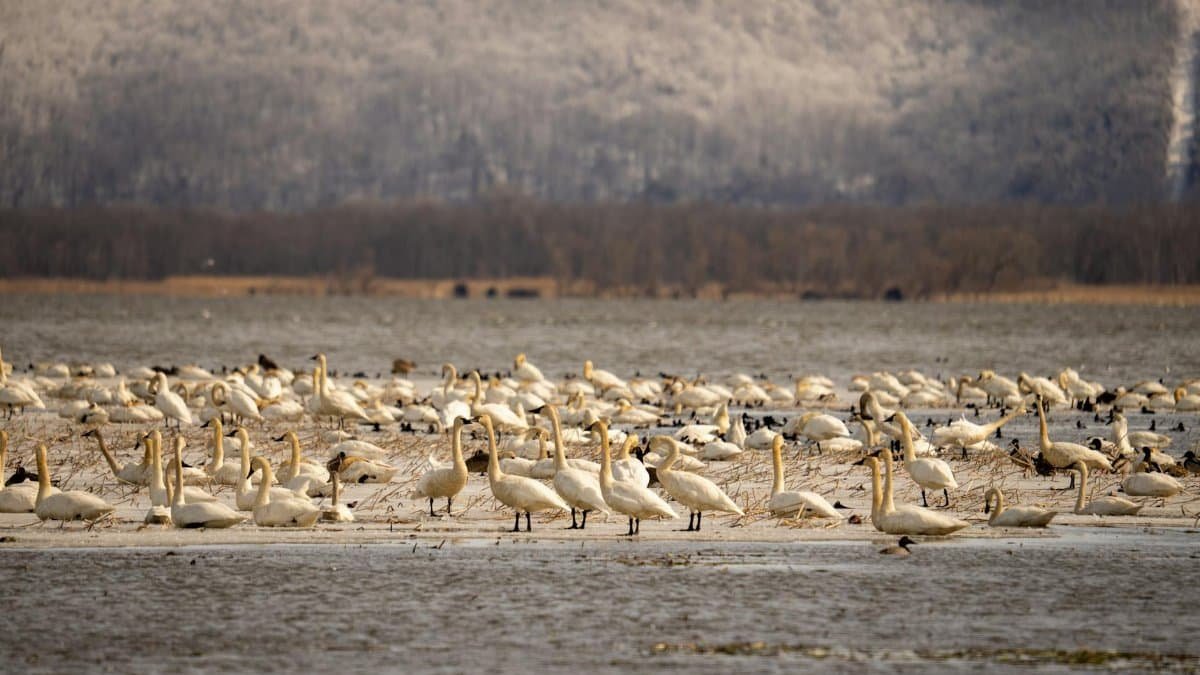 A flock of trumpeter swans gathered on an icy lake in Weaver, Minnesota during winter migration.