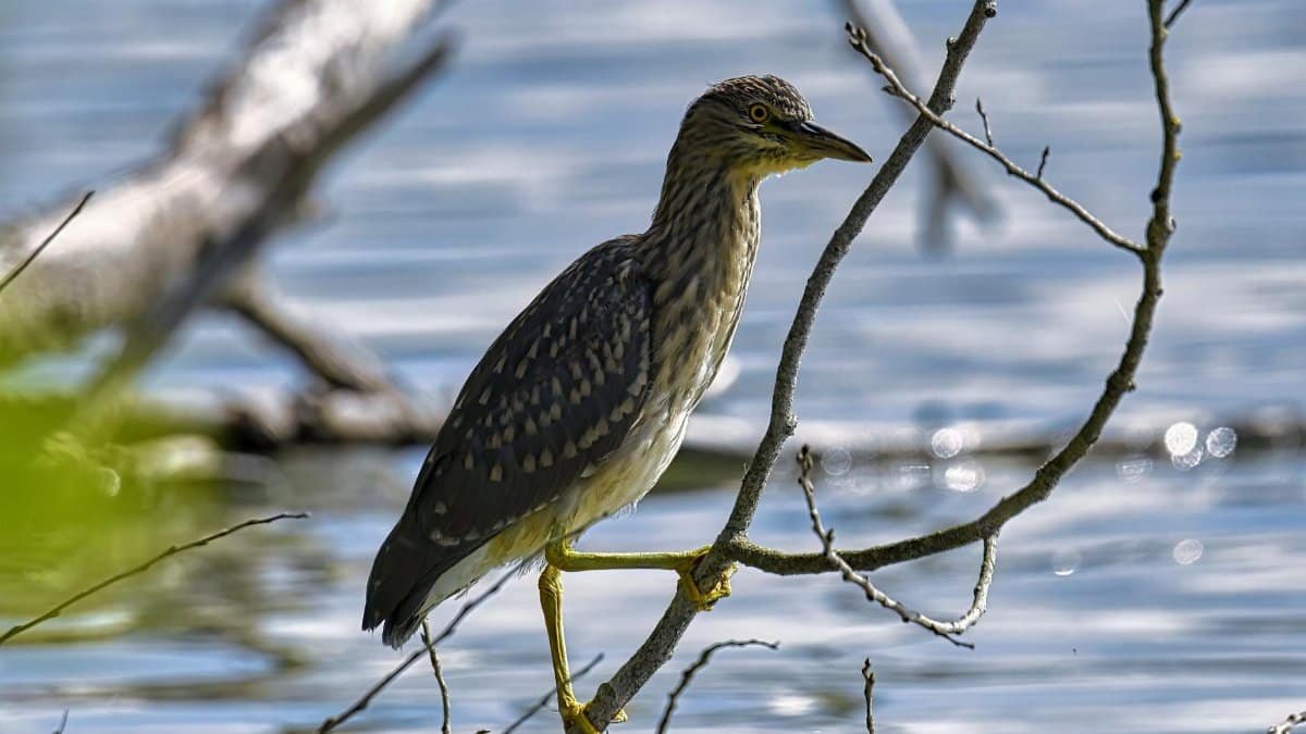 A juvenile heron perched on a branch by the lake, showcasing nature's beauty.