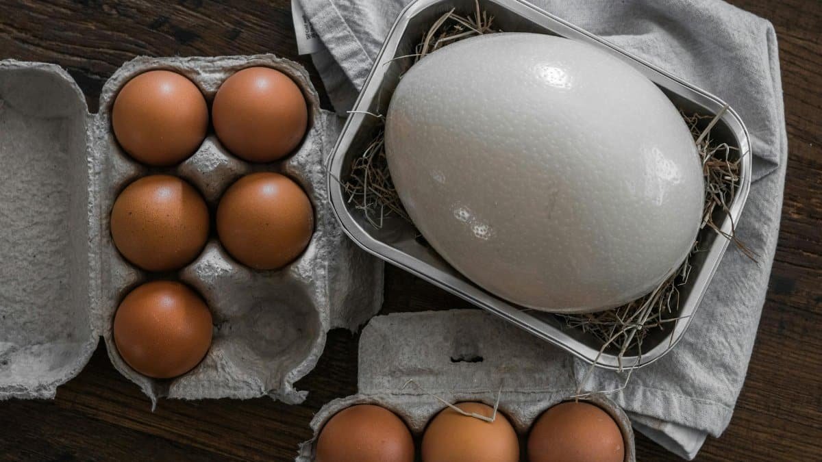 Close-up of chicken eggs and a large white egg on a wooden surface, emphasizing size contrast.