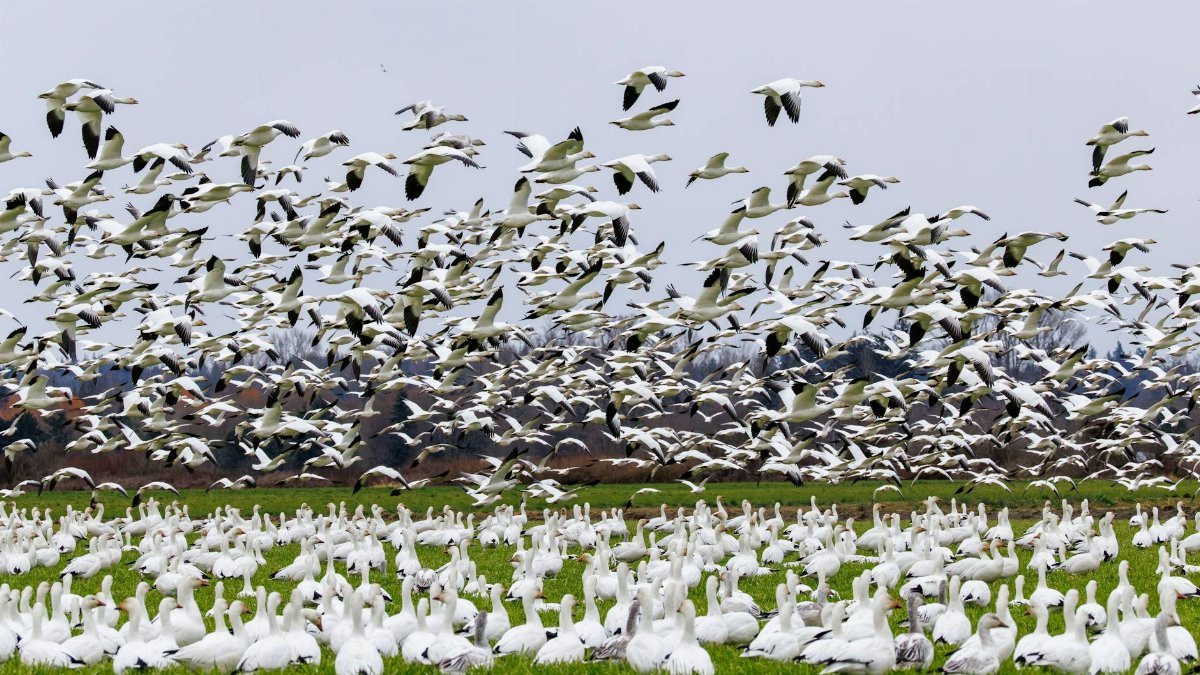 Dynamic capture of snow geese flying and resting in a field during migration season.