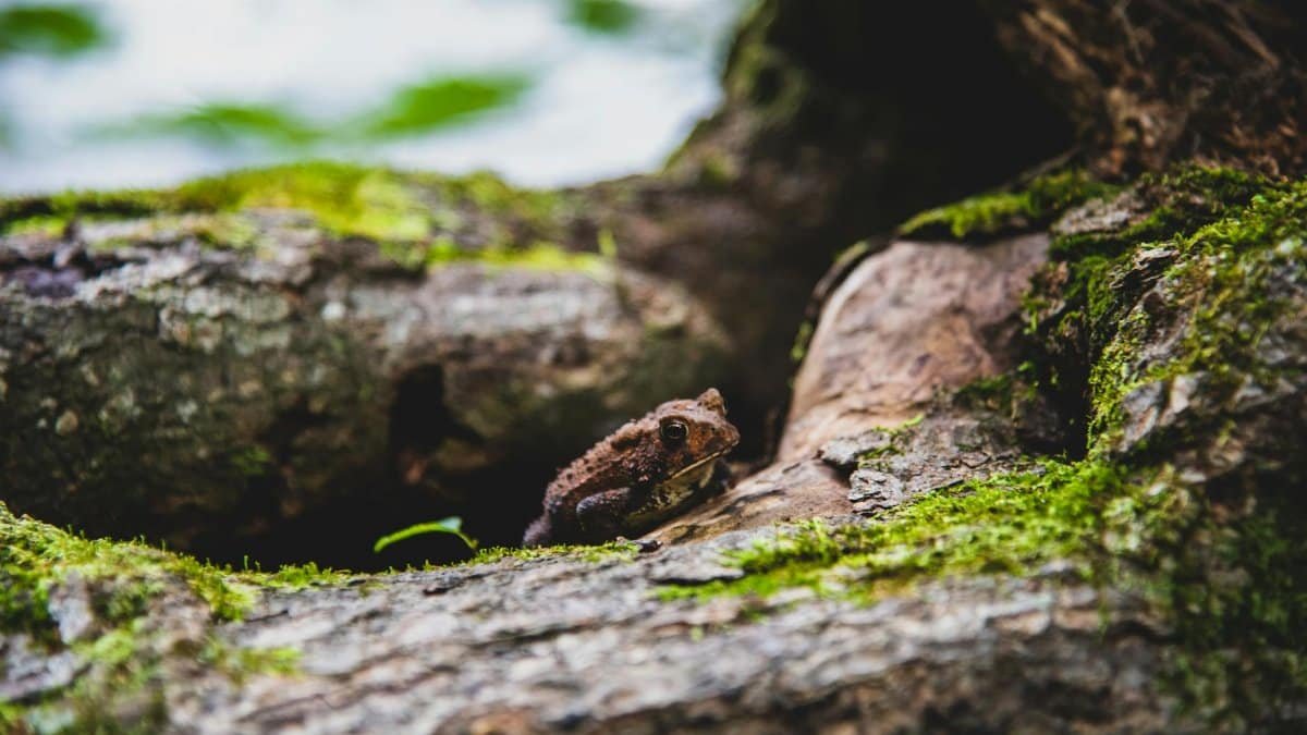 A frog sits on a mossy tree root, blending with nature in a close-up shot.