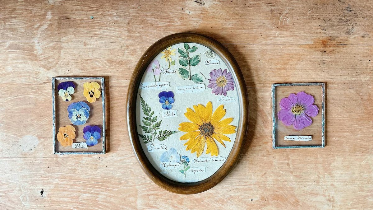 Artistic arrangement of pressed flowers in frames on wooden background, showcasing botanical diversity.
