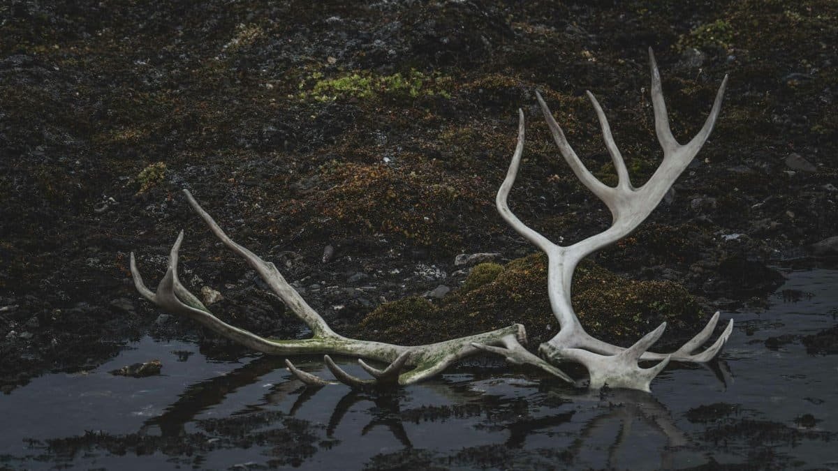 A pair of antlers on a dark rocky shore in Svalbard, showcasing nature's remains.