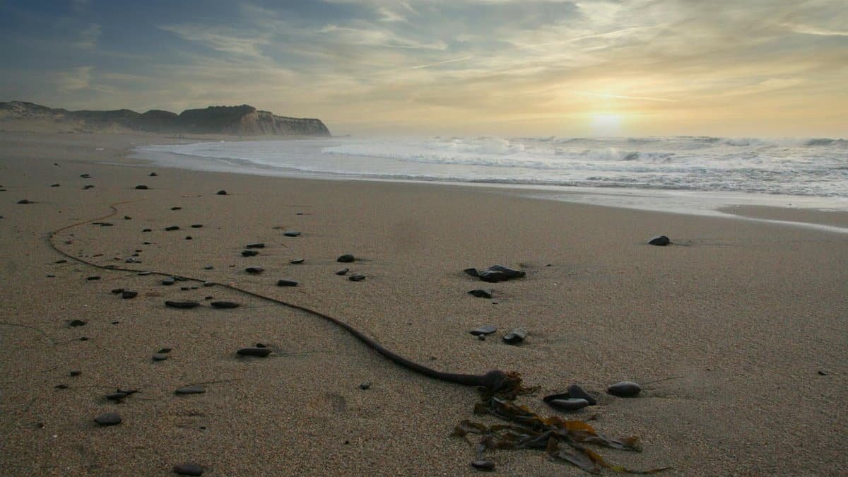 Tranquil sunset over the sandy beach at Ano Nuevo State Park, showcasing a peaceful ocean view.