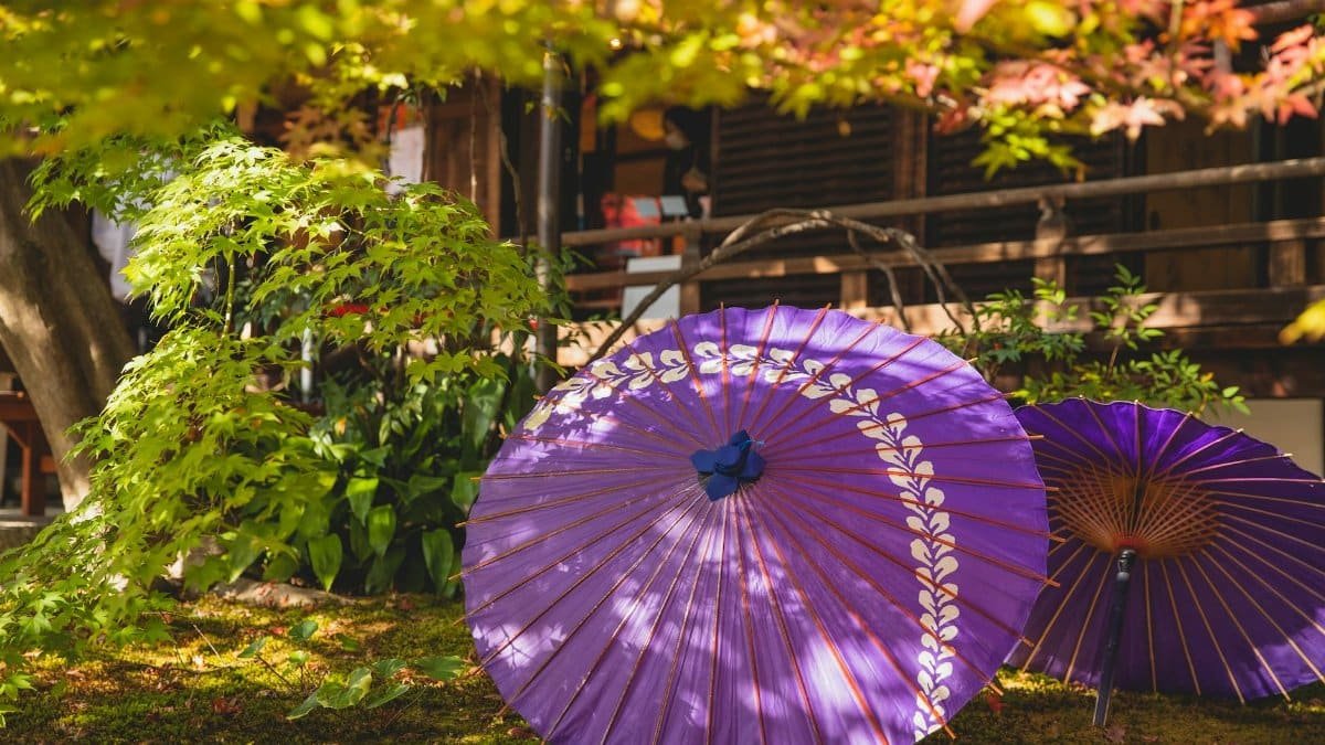 Vibrant Japanese umbrellas displayed in a serene garden surrounded by lush greenery and sunlight.