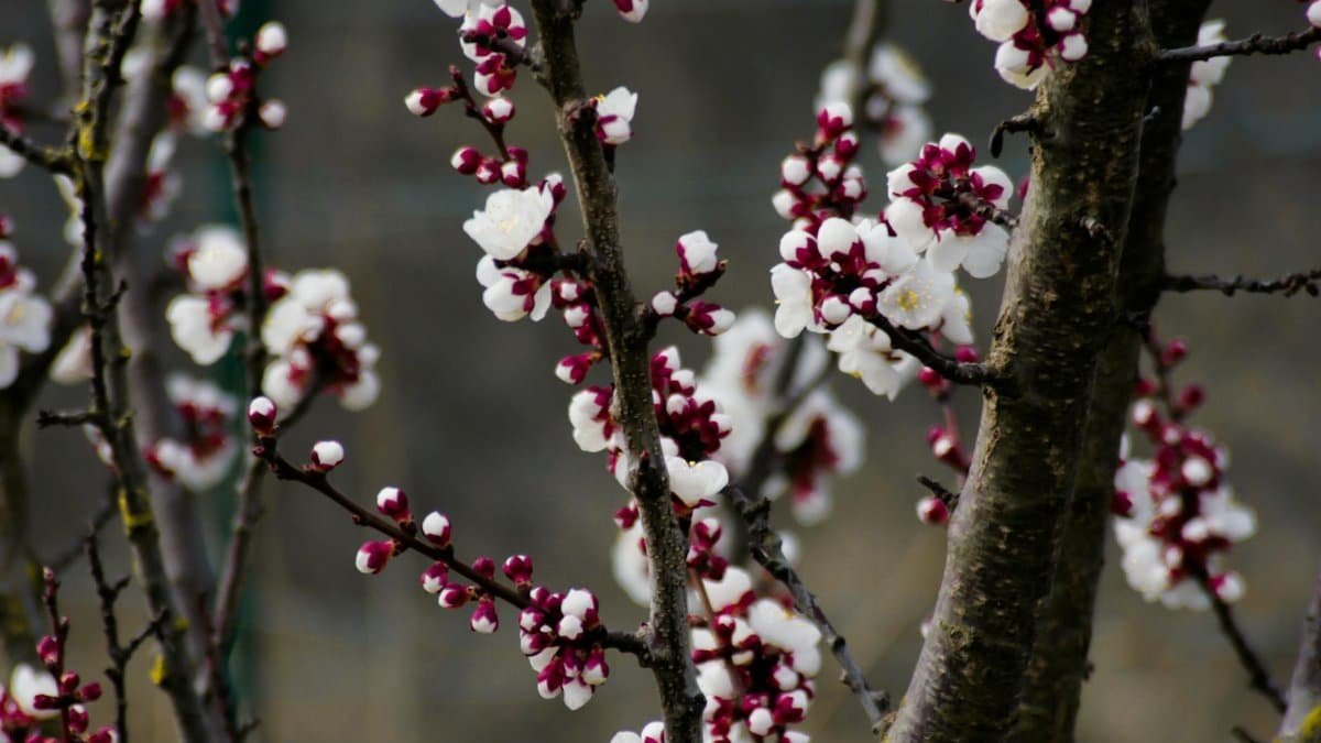 Beautiful close-up of cherry blossoms on tree branches, symbolizing spring.