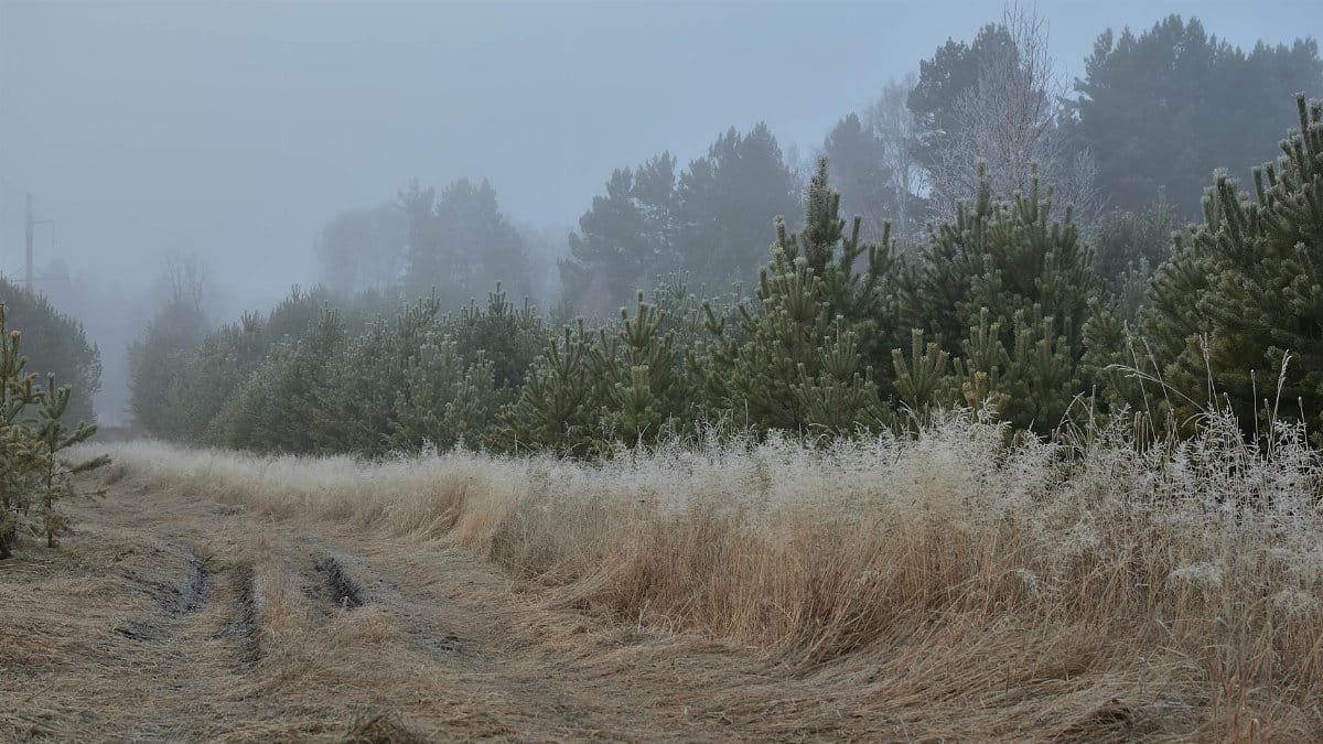 A misty winter morning in a forest with a foggy path and frosty trees.