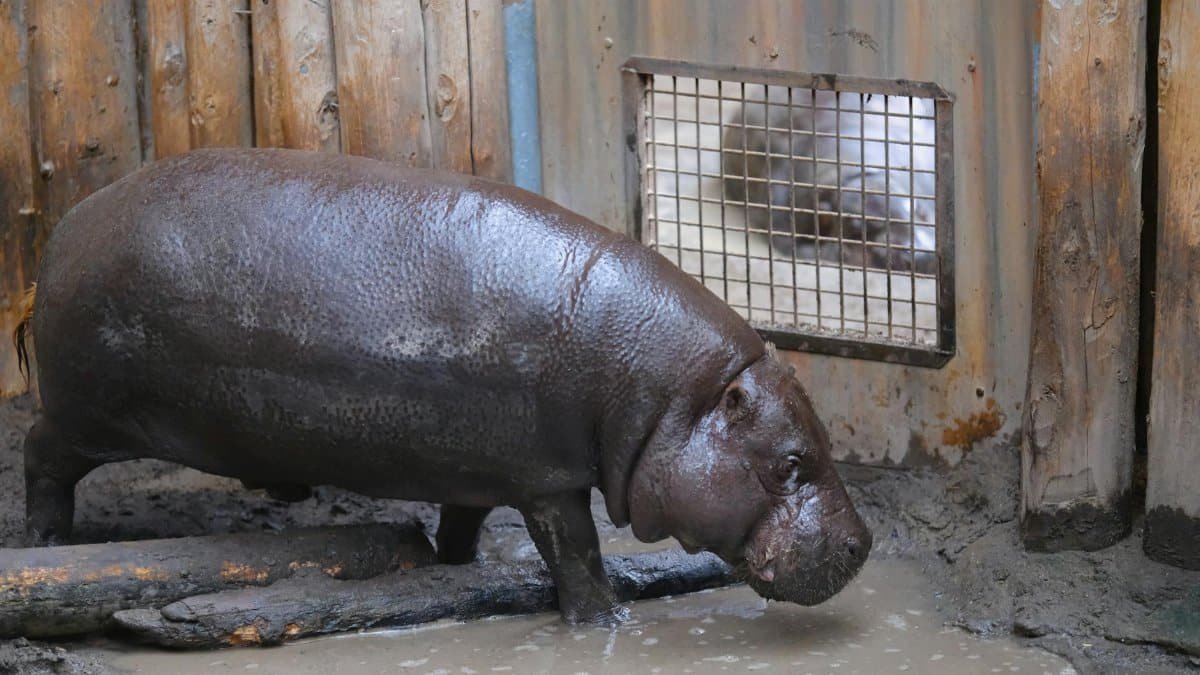 Pygmy hippopotamus standing in muddy zoo enclosure with wooden walls.