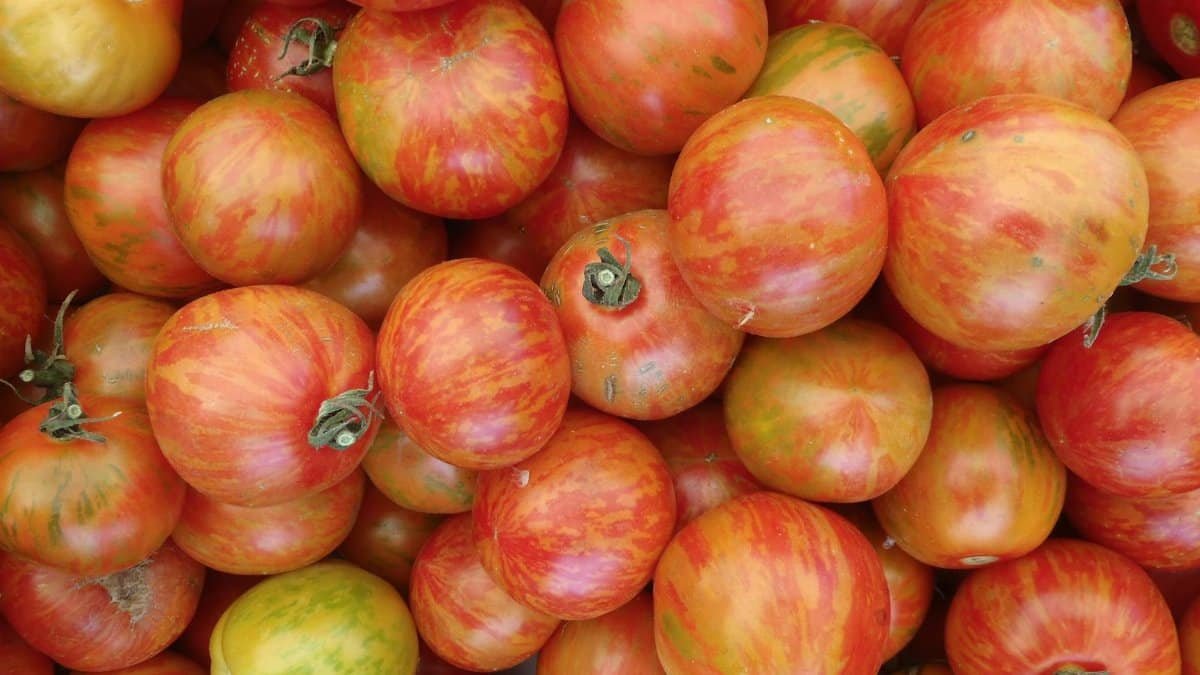 Fresh ripe heirloom tomatoes in a colorful close-up composition.