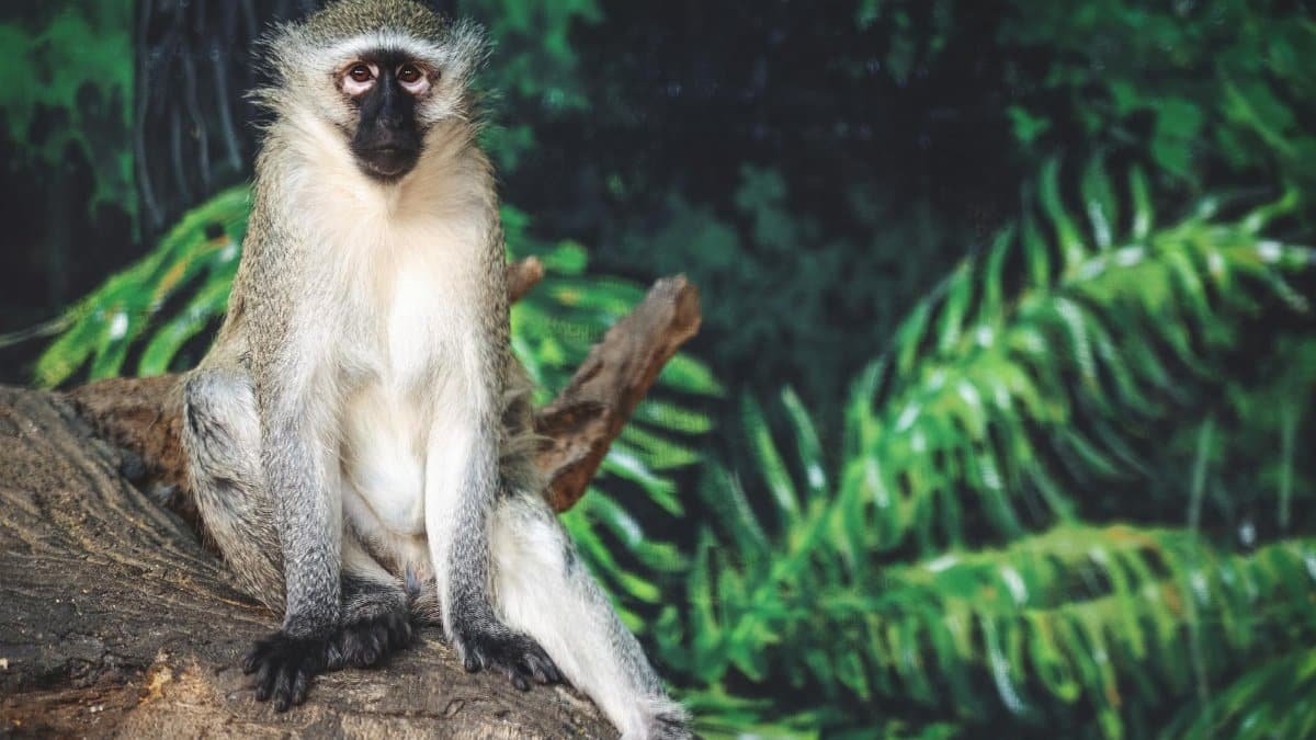 A vervet monkey sitting on a log amidst vibrant green foliage in a natural setting.