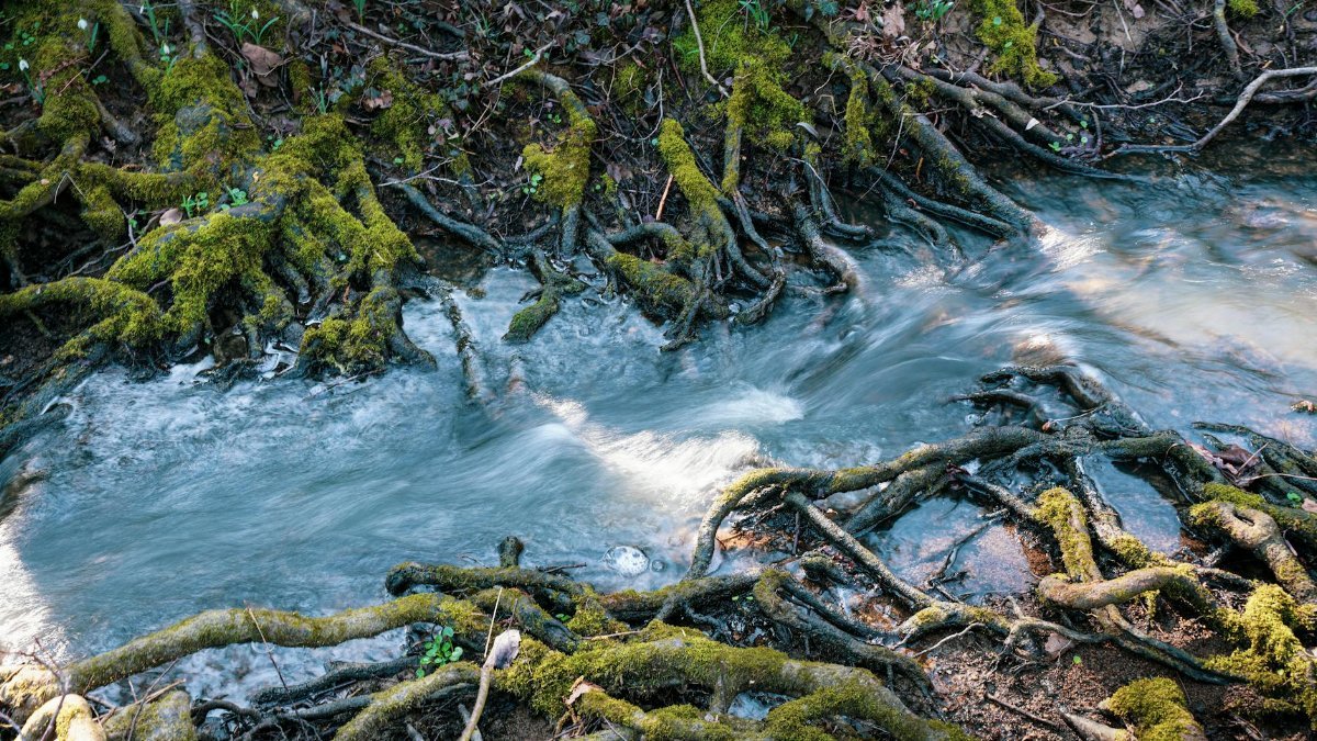 Moss-covered roots intertwine beside a flowing stream in a serene forest setting.