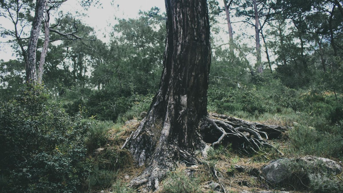 Roots of old tree growing amidst green plants and bushes in forest against cloudy sky