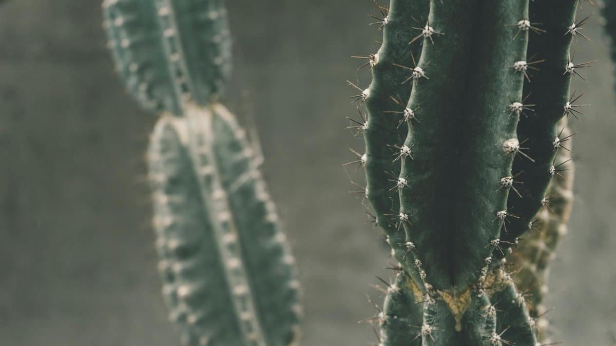 Detailed close-up of green cactus with sharp spikes and natural texture.