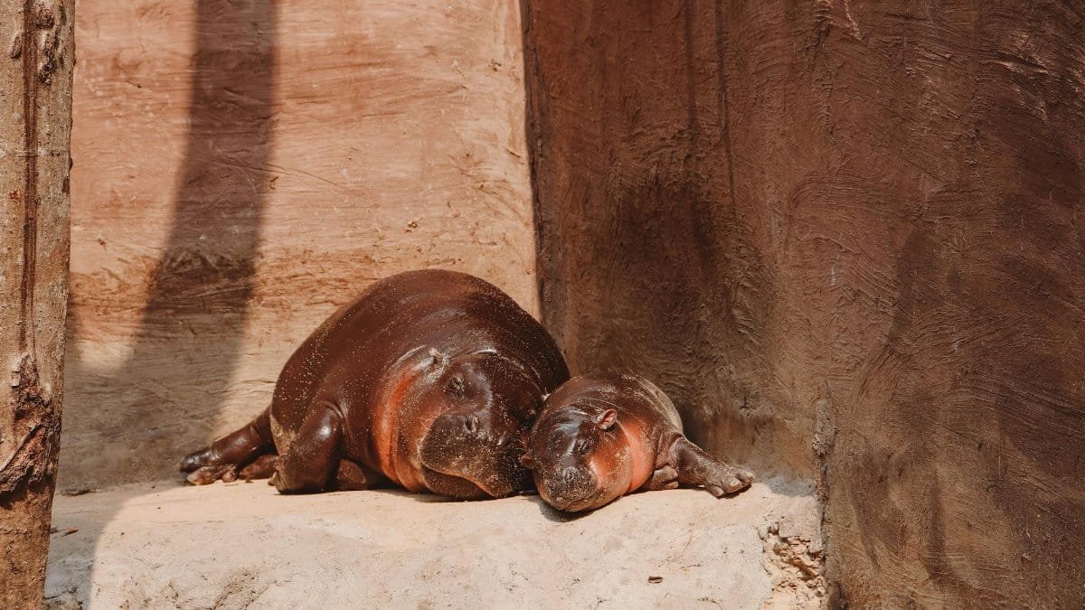 Two pygmy hippos resting on a sandy surface under warm sunlight, near a rock wall.