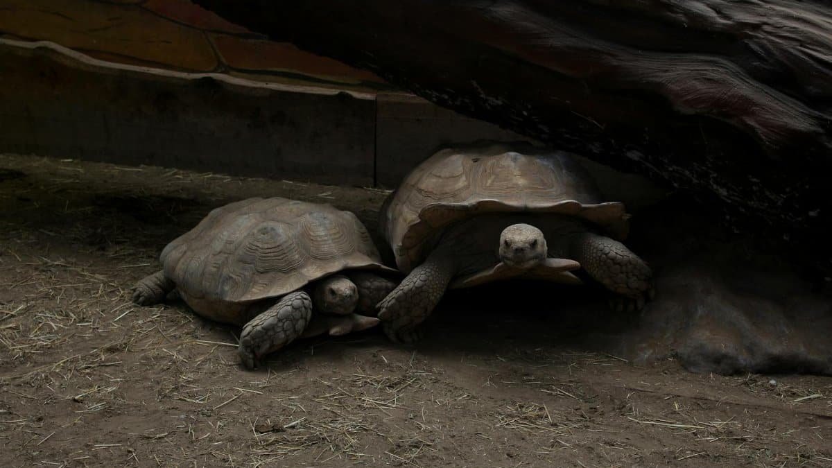 Two Aldabra giant tortoises resting in a shaded enclosure.