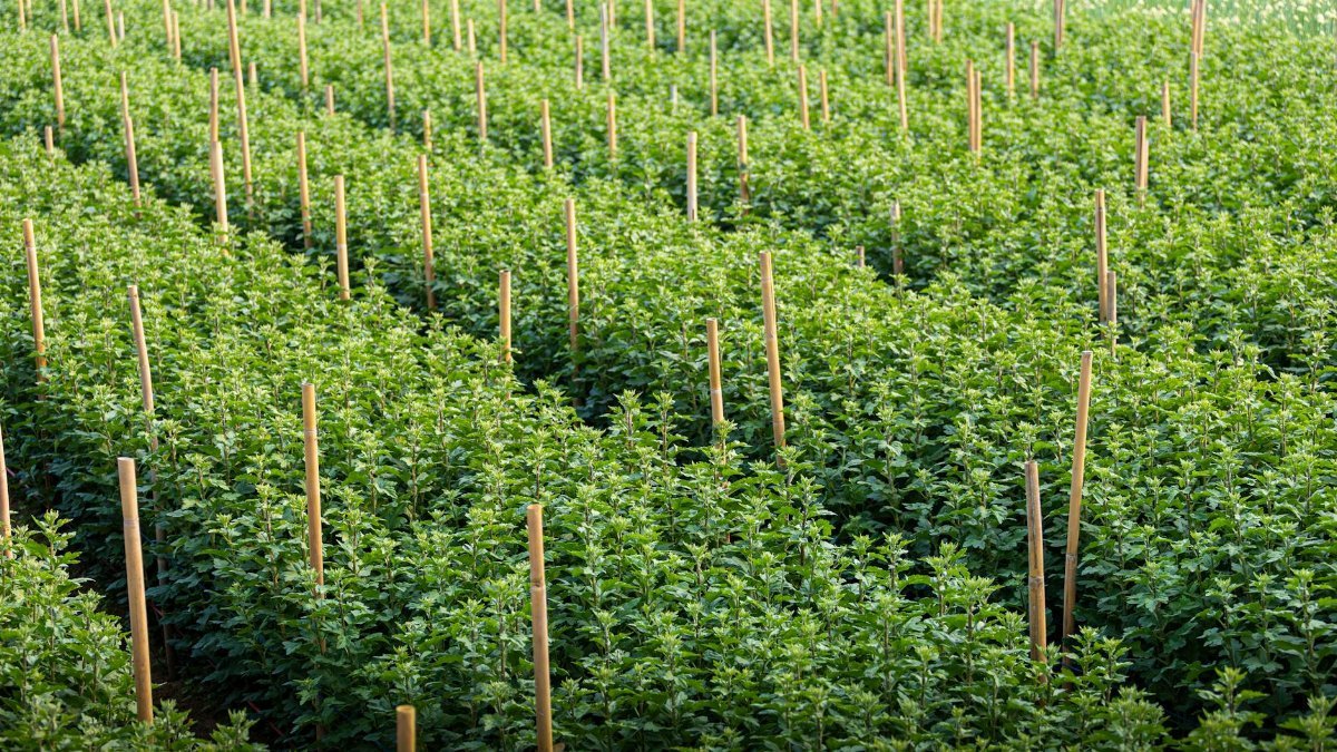 Rows of flourishing chrysanthemum plants with support stakes in Hanoi, Vietnam's lush summer landscape.