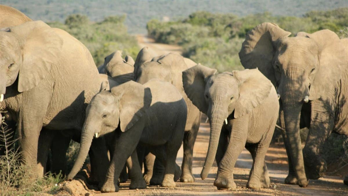 A herd of African elephants, including calves, walking together on a safari in South Africa.