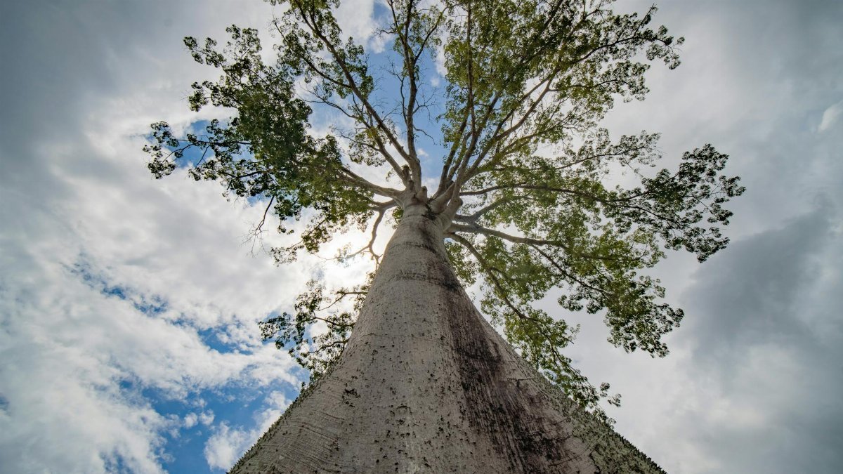 Stunning upward perspective of a Ceiba tree against a blue sky in Belém, Brazil.
