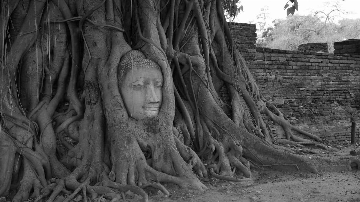 Monochrome image of Buddha head entwined in fig tree roots at Ayutthaya, Thailand.